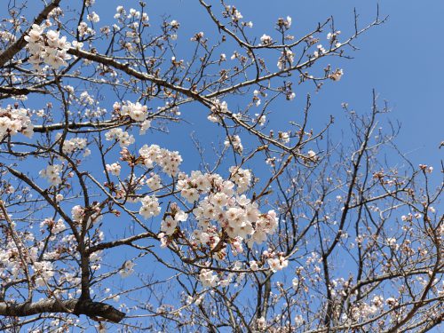 ３月24日天伯第一公園の桜